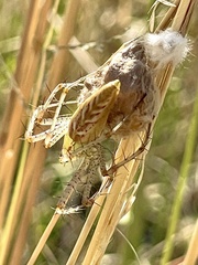 Peucetia viridans