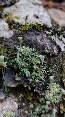 Cladonia pyxidata