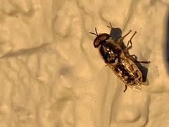 Odontomyia
