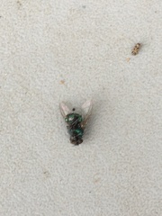 Calliphoridae