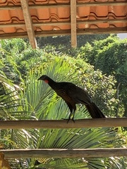 Penelope obscura