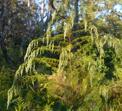 Eupatorium capillifolium