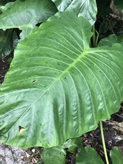 Alocasia macrorrhizos