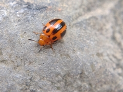 Plagiodera semivittata