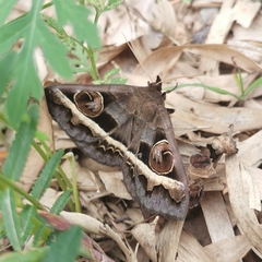 Metopta rectifasciata