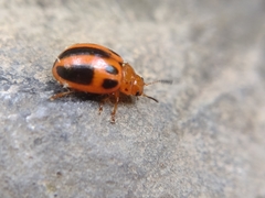 Plagiodera semivittata