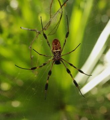 Trichonephila clavipes