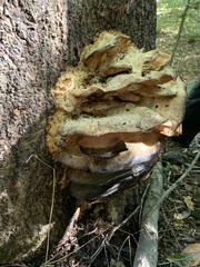 Climacodon septentrionalis