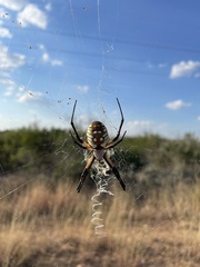 Argiope aurantia