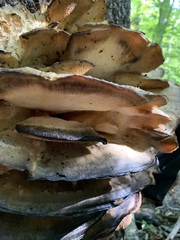 Climacodon septentrionalis