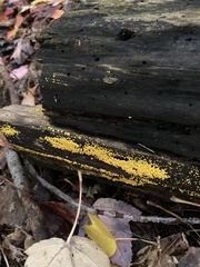 Calycina citrina