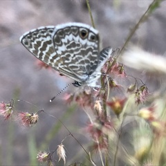 Leptotes marina