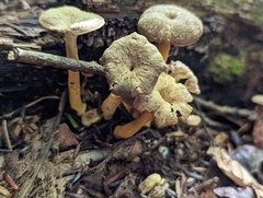 Craterellus tubaeformis