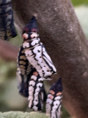 Chlosyne ehrenbergii