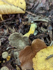 Craterellus tubaeformis