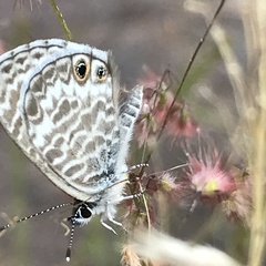 Leptotes marina