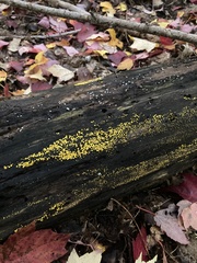 Calycina citrina