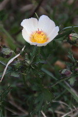 Modiolastrum lateritum