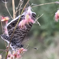 Leptotes marina