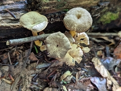 Craterellus tubaeformis