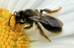 Andrena