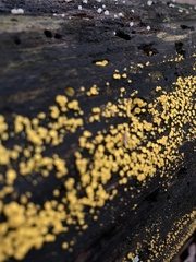 Calycina citrina