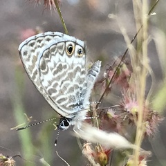 Leptotes marina