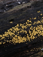 Calycina citrina