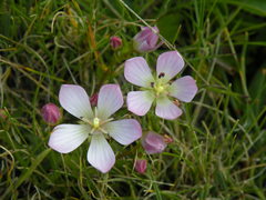Gentianella cerastioides