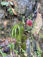 Calochortus purpureus