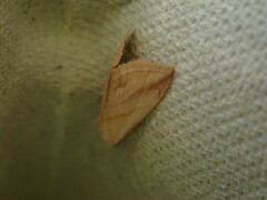 Eublemma roseana