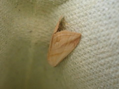 Eublemma roseana