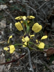 Diuris pardina