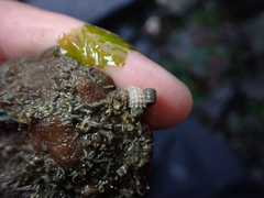 Trichotropis cancellata