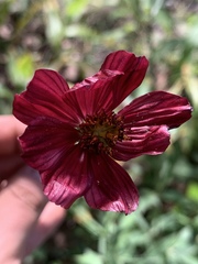 Cosmos scabiosoides