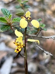 Diuris pardina