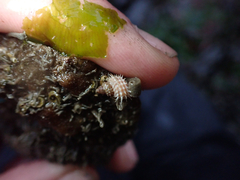 Trichotropis cancellata