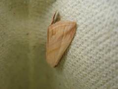 Eublemma roseana
