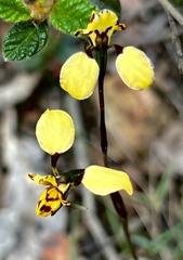 Diuris pardina