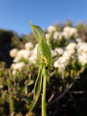 Pterostylis plumosa