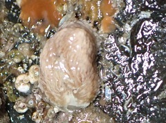 Aeolidia
