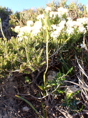 Pterostylis plumosa
