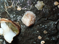 Aeolidia