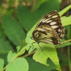Melanargia lugens