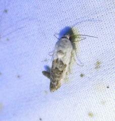 Ponometia phecolisca