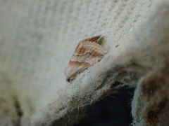 Eublemma roseana