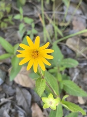 Melampodium montanum