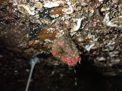 Boltenia villosa