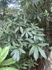 Quercus sessilifolia