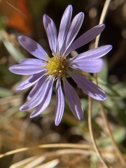 Symphyotrichum laeve